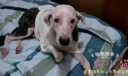 上床短视频,揭秘现代社交新趋势